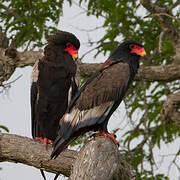 Bateleur des savanes