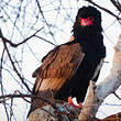 Bateleur des savanes