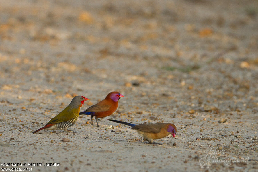 Green-winged Pytilia male adult