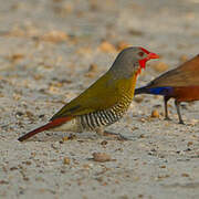 Green-winged Pytilia