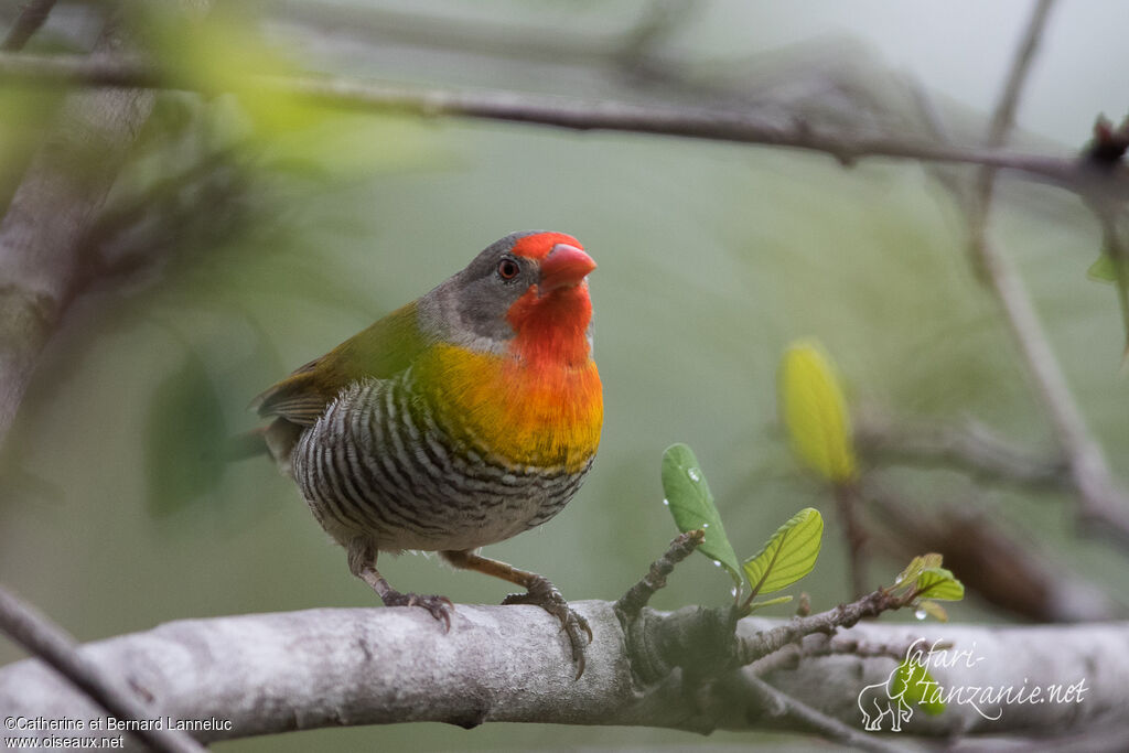 Green-winged Pytilia male adult, identification