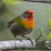 Green-winged Pytilia