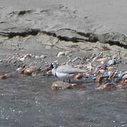 Ibisbill