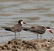 African Skimmer