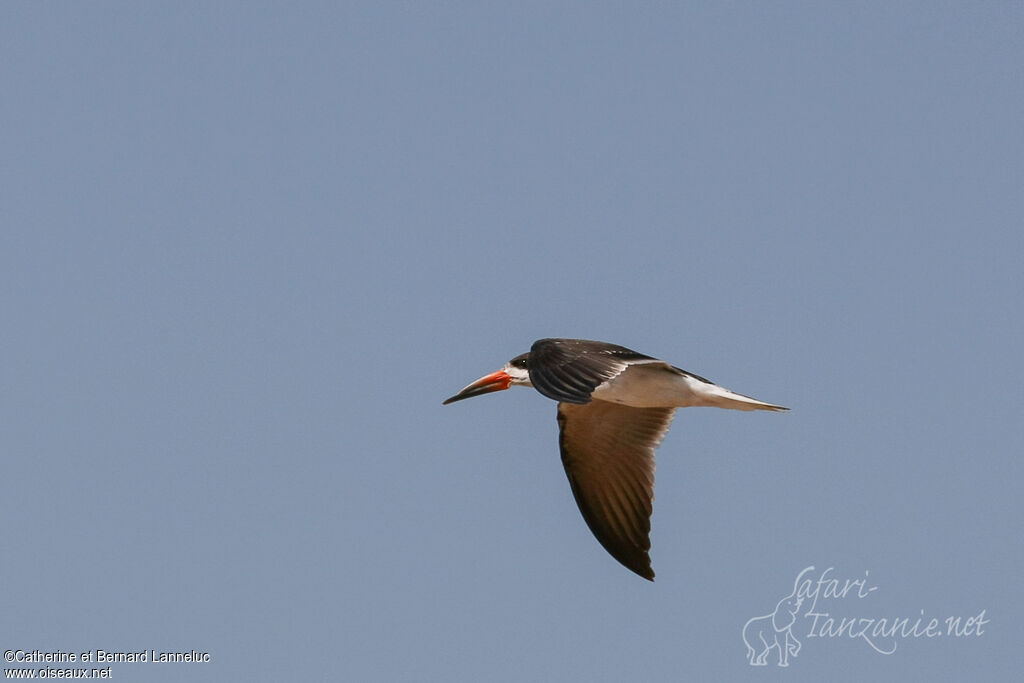 African Skimmeradult, Flight