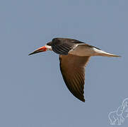 African Skimmer