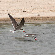 African Skimmer