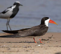 African Skimmer