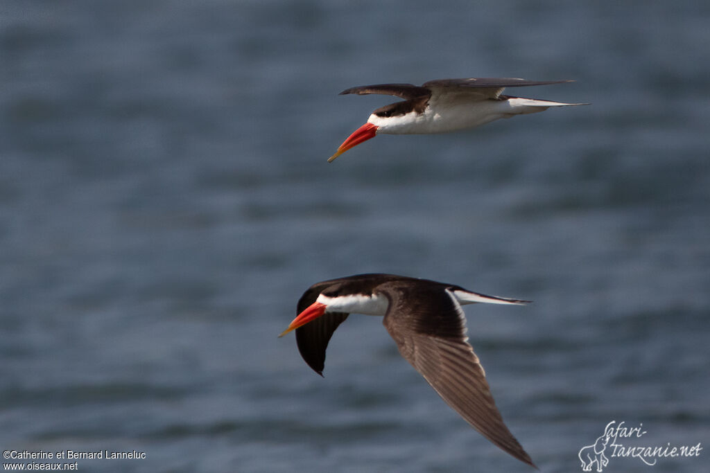 African Skimmer, Flight