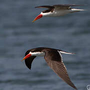 African Skimmer