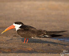 African Skimmer