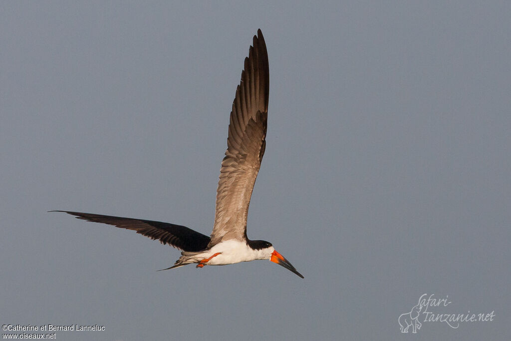 Black Skimmeradult, Flight