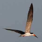 Black Skimmer