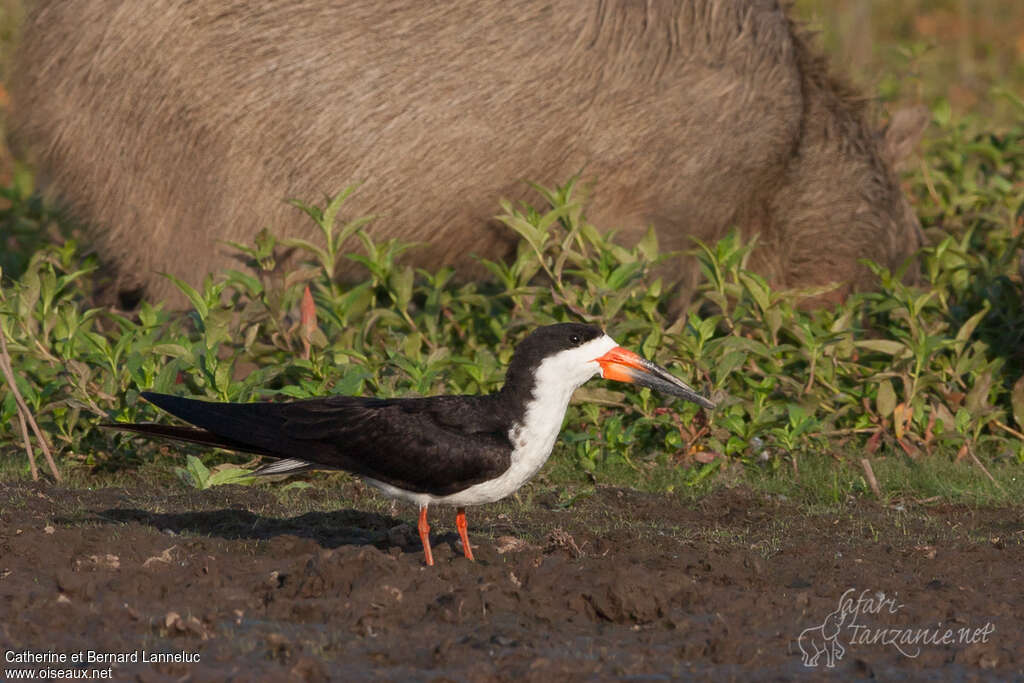 Black Skimmeradult, habitat