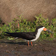 Black Skimmer