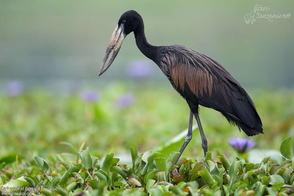 African Openbilladult breeding, identification