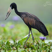 African Openbill