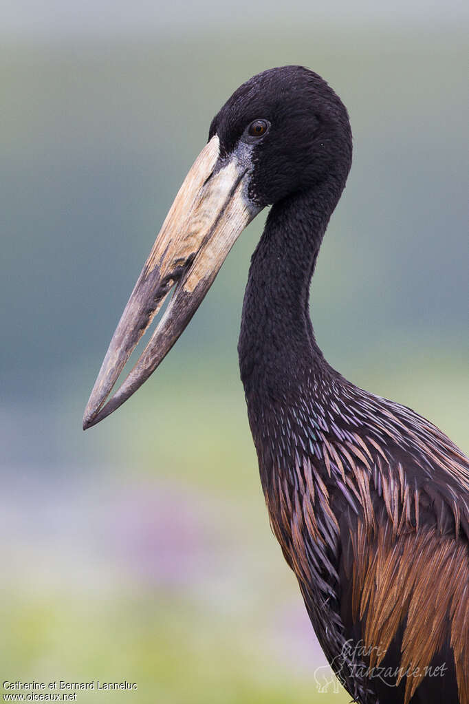 African Openbilladult, close-up portrait