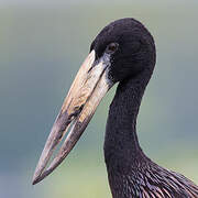 African Openbill