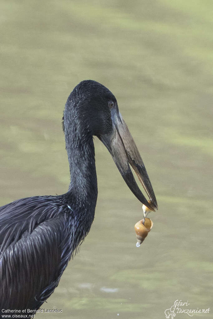 African Openbilladult, feeding habits, Behaviour