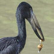 African Openbill