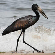 African Openbill