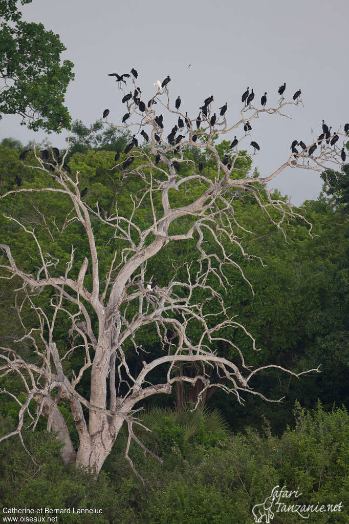 African Openbilladult, habitat, Behaviour