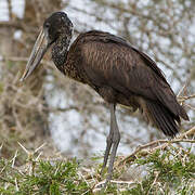 African Openbill