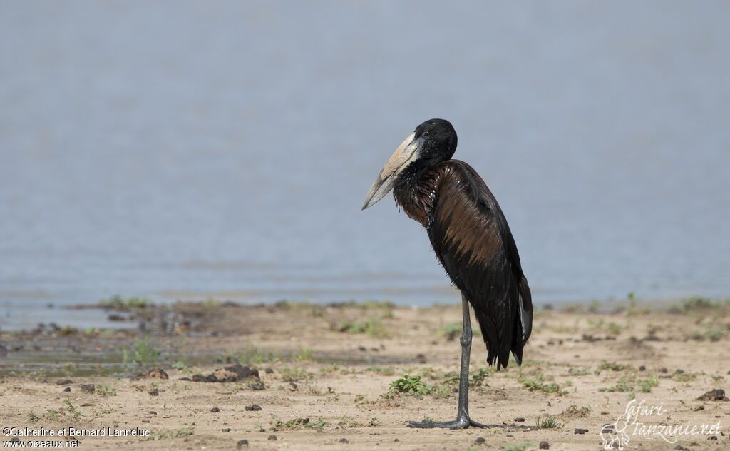 African Openbilladult, Behaviour