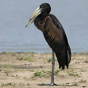 African Openbill