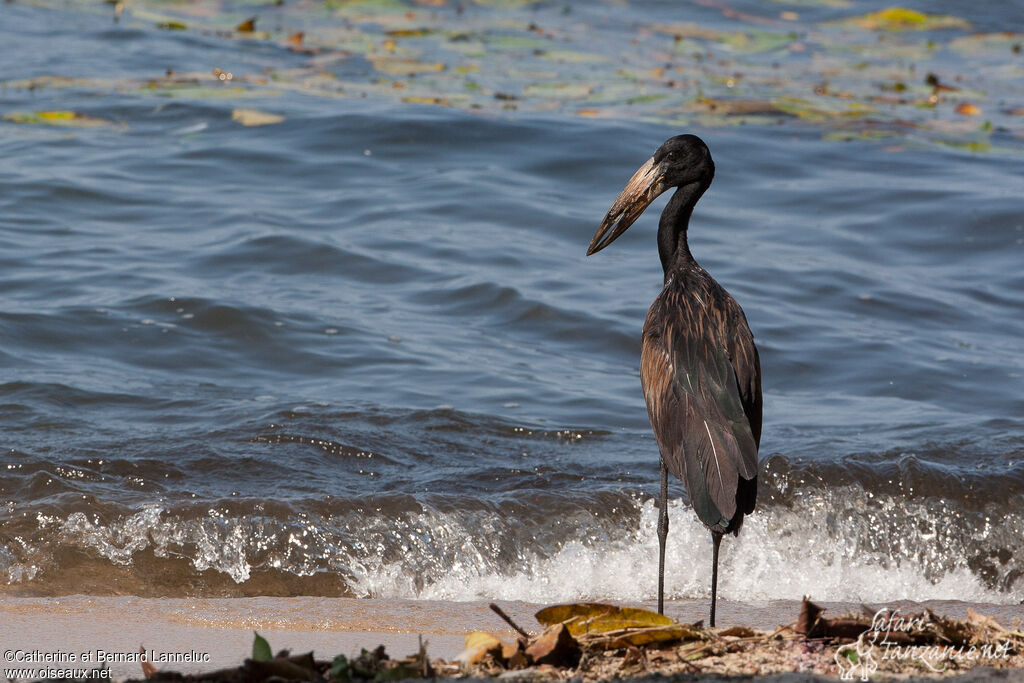 African Openbilladult, Behaviour