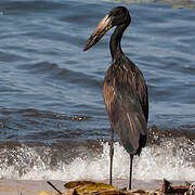 African Openbill