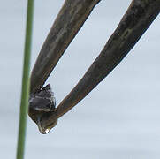 African Openbill