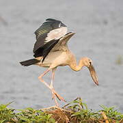 Asian Openbill