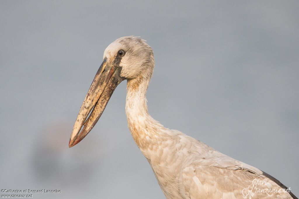 Asian Openbillimmature, close-up portrait