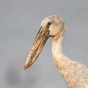 Asian Openbill