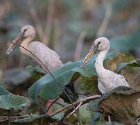 Asian Openbill