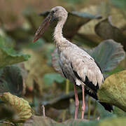 Asian Openbill