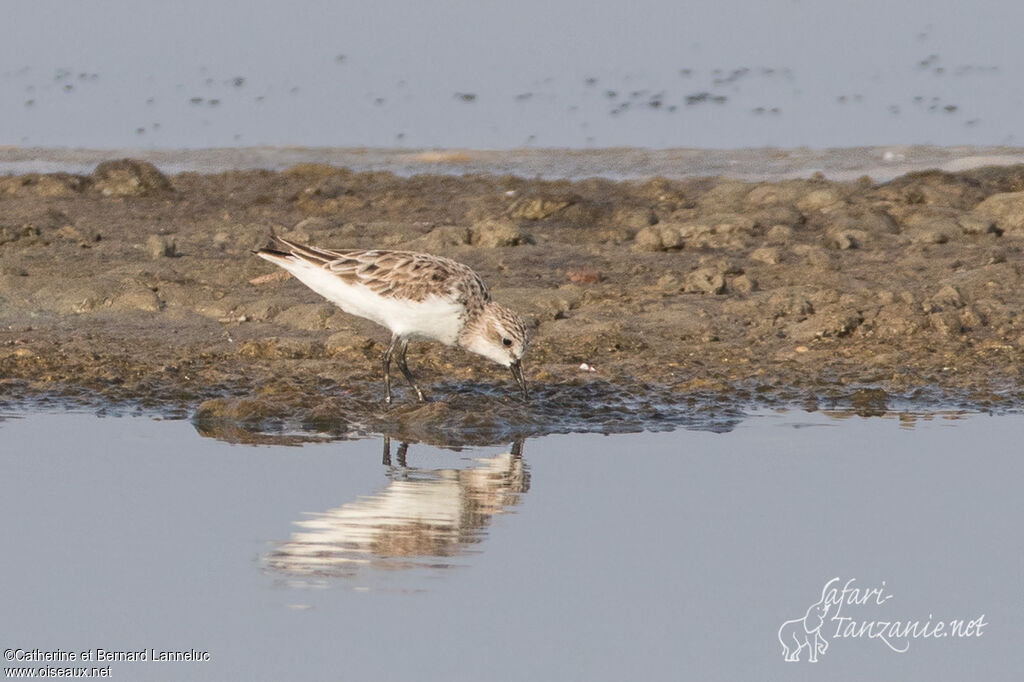 Red-necked Stintadult post breeding