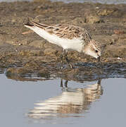 Red-necked Stint