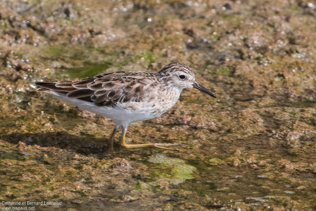 Long-toed Stintadult transition, identification