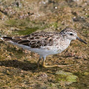 Long-toed Stint