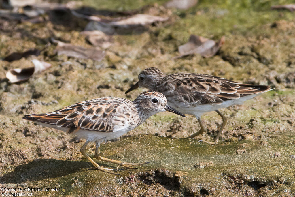 Long-toed Stintadult transition