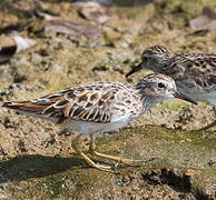 Long-toed Stint