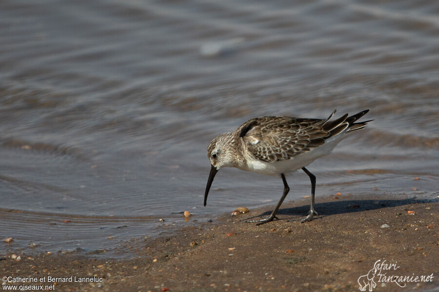 Curlew Sandpiperadult, fishing/hunting