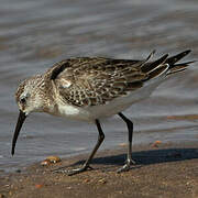 Curlew Sandpiper