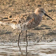 Curlew Sandpiper