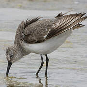 Curlew Sandpiper