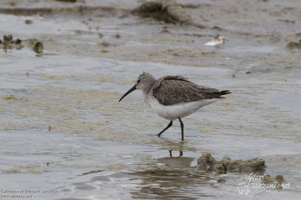 Curlew Sandpiperadult post breeding, identification