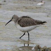 Curlew Sandpiper